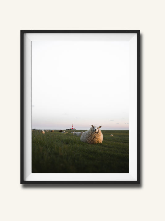 Das Schaf vorm Leuchtturm